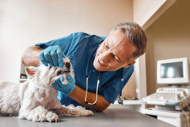 Best Mobile Emergency Dentist in Willis, TX